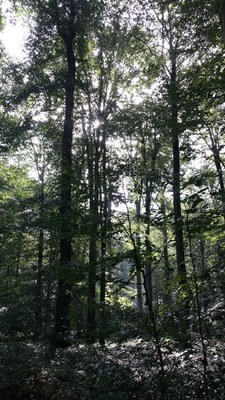 Zoniënwoud Zoniënwoud