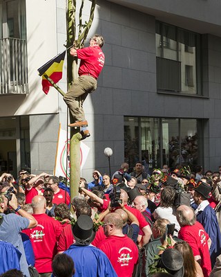 Meyboom - x118950 Meyboom - x118950