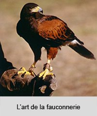 Fauconnier et son faucon